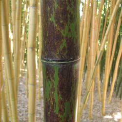 Bamboo Phyllostachys nigra boryana